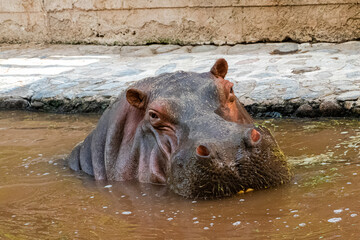 IPOPOTAMO EN EL AGUA ,REFRESCANDO,SOL,PIEL,SOLEADO,ANIMAL SALBAJE,ANIMAL AFRICANO,