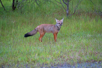 Bengal fox, Vulpes bengalensis,, Khandala, Satara, Maharashtra, India