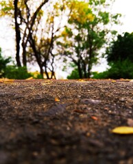 autumn leaves on the road