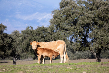 Brown cows in the countryside