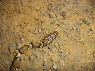 Head of Gunther racer,  Coluber gracilis, Satara, Maharashtra, India. Rarely seen snake found in dry parts of western India.