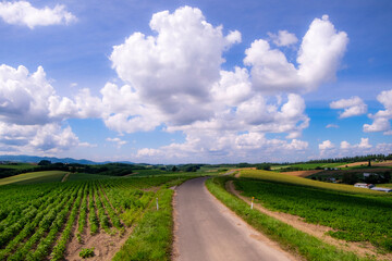 Fototapeta na wymiar 夏の美瑛の丘と青空の風景