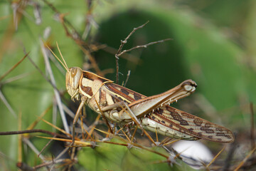 Migratory Grasshopper, Locusta migratoria, Satara, Maharashtra, India