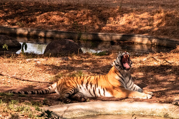 TIGRE DE BENGALA FELINO SOMBRA,CAMUFLAS,GATO,DEPREDADOR,IMPONENTE,