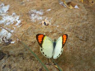 Fototapeta na wymiar Orange tips, Colotis danae, Satara, Maharashtra, India