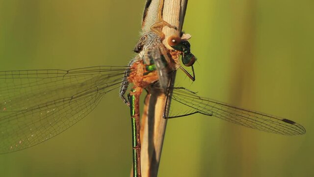 Jumping spider with a damselfly prey on a flower