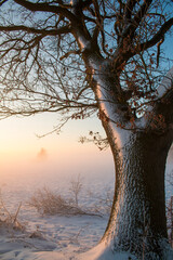 Schneelandschaft - Winter im Teufelsmoor bei Sonnenaufgang  - 422705637
