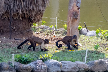 MONOS, CHANGOSanimal, fauna, mamífero, naturaleza, inhospitalario, cuca, zoo, pelaje, procyon...