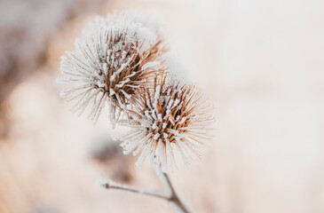 Winterzeit - Pflanze im Frost