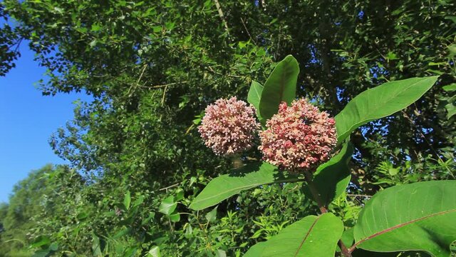 Flowers of the Asclepias syriaca commonly called common milkweed