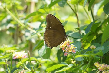 Crow eggfly, Hypolimnas anomala, Satara, Maharashtra, India