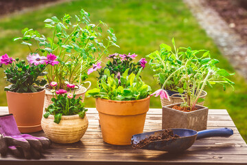 Fototapeta na wymiar Potted flower, plants and herbs in garden or balcony