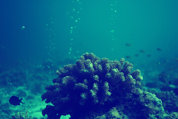 coral reef vintage toning / unusual landscape, underwater life, ocean nature