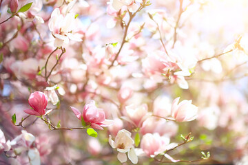 tender spring flowers background / beautiful picture of flowering branches