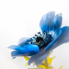 Blaue Anemone