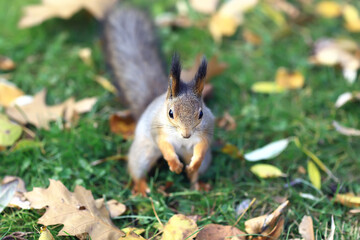 Naklejka na ściany i meble squirrel in autumn forest, wildlife animal portrait