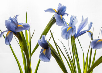 Blaue Blüten der Iris - isoliert auf weißem Hintergrund - 422707065