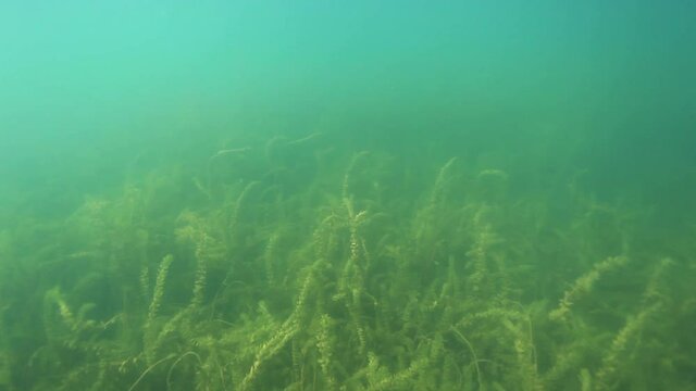 Underwater View Of Myriophyllum Spicatum (Eurasian Watermilfoil) In The Marsh