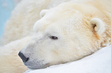 polar bear sleeping