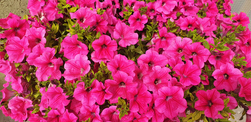 Pink Petunia flowers. Panorama.