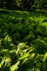 Lush rainforest with lot of fern plants.