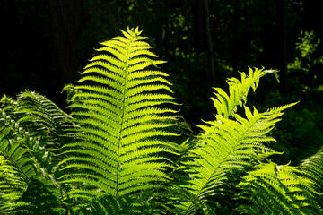 Fern in the forest and sun rays.