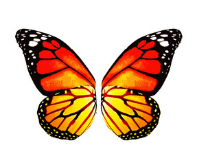 Color monarch butterfly wings, isolated on the white background