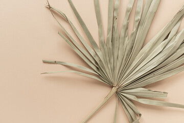 Closeup of dry tropical palm leaf. Peachy pale background. Minimal floral texture composition.