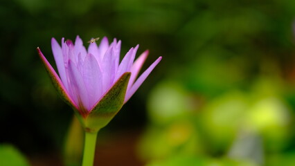 Purple lotus flower