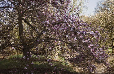 Magnolienbaum in voller blüte