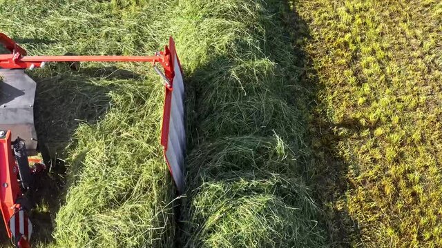 windrowing with a belt rake
