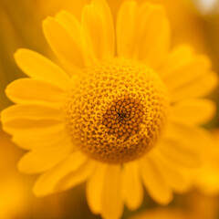 Gelbe Blüte der Färberkamille ( Anthemis ) - 422708823
