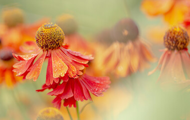  Rote Sonnenbraut (Helenium)	- Blüten im Sommer - 422708891