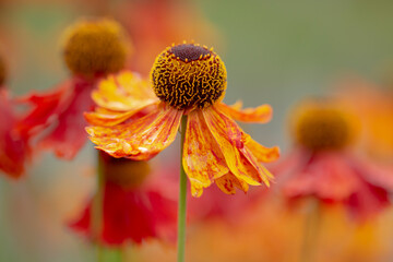  Rote Sonnenbraut (Helenium)	- Blüten im Sommer - 422709056