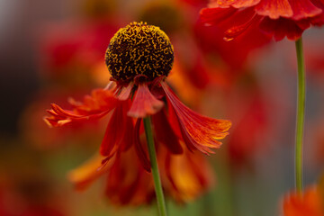  Rote Sonnenbraut (Helenium)	- Blüten im Sommer