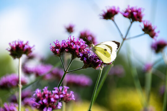 motyl i werbena w ogrodzie
