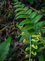 Young fernin the forest
