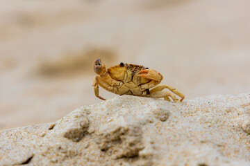 Soldier crab on the beach at Sawyer Bay in Tasmania