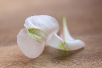 Macro details of white flower center petal