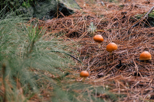 Few poisonous inedible mushrooms among dry needles in a forest with blurred tree branch at the foreground