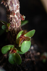 Macro details of a pancake plant 