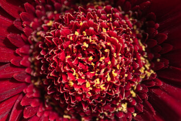 Macro details of the center of an almost faded Gerber flower with lots of yellow pollen 