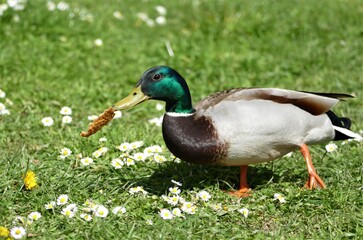Cute duck eating bread on the meadow 