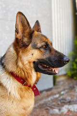 German shepherd closeup