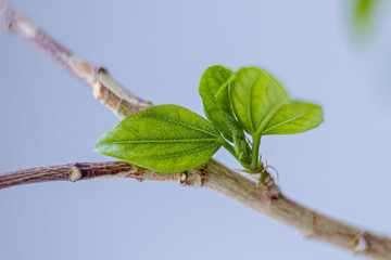 Obraz premium Bright green hibiscus leaves on a light background. Close-up. Soft Focus