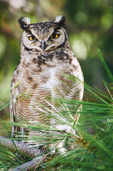 Owl closeup