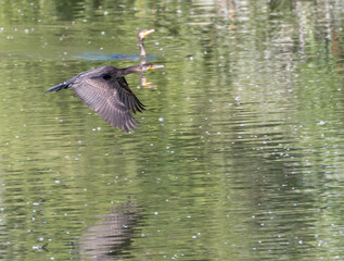 Kormoran