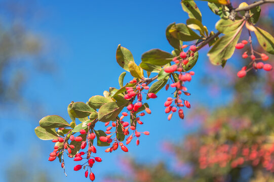 Barbaris branch with berries against the sky
