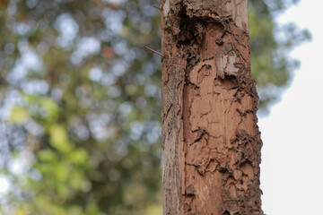 Close-up of old wooden house pillar There are traces of termites. The wooden pole looks dangerous. Should be protected from termites. Or should change to a steel a pole