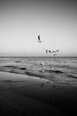 Seagulls circling over sea to fish